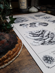 "Health-Boosting Fungi" Medicinal Mushrooms Pen and Ink Recycled Print - Gnostic Forest Art